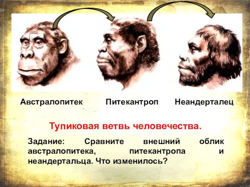 Австралопитек питекантроп синантроп неандерталец кроманьонец. Австралопитек питекантроп неандерталец. Австралопитек питекантроп неандерталец. Австралопитек питекантроп неандерталец. Австралопитек питекантроп неандерталец.