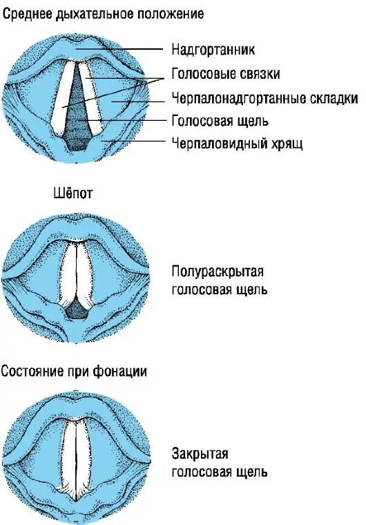 Положение голосовых связок при молчании почему. • Голосовая щель , голосовые складки. Структуру, образующую голосовые связки. Строение голосовых связок человека схема. Голосовые складки схема.