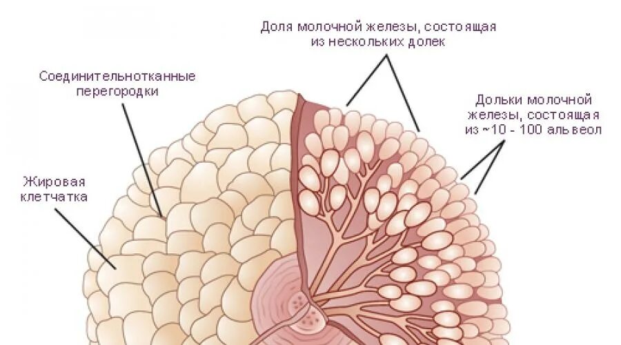 Печень и молочные железы. Здоровые молочные железы. Строение молочных желез долек. Здоровая грудная железа.