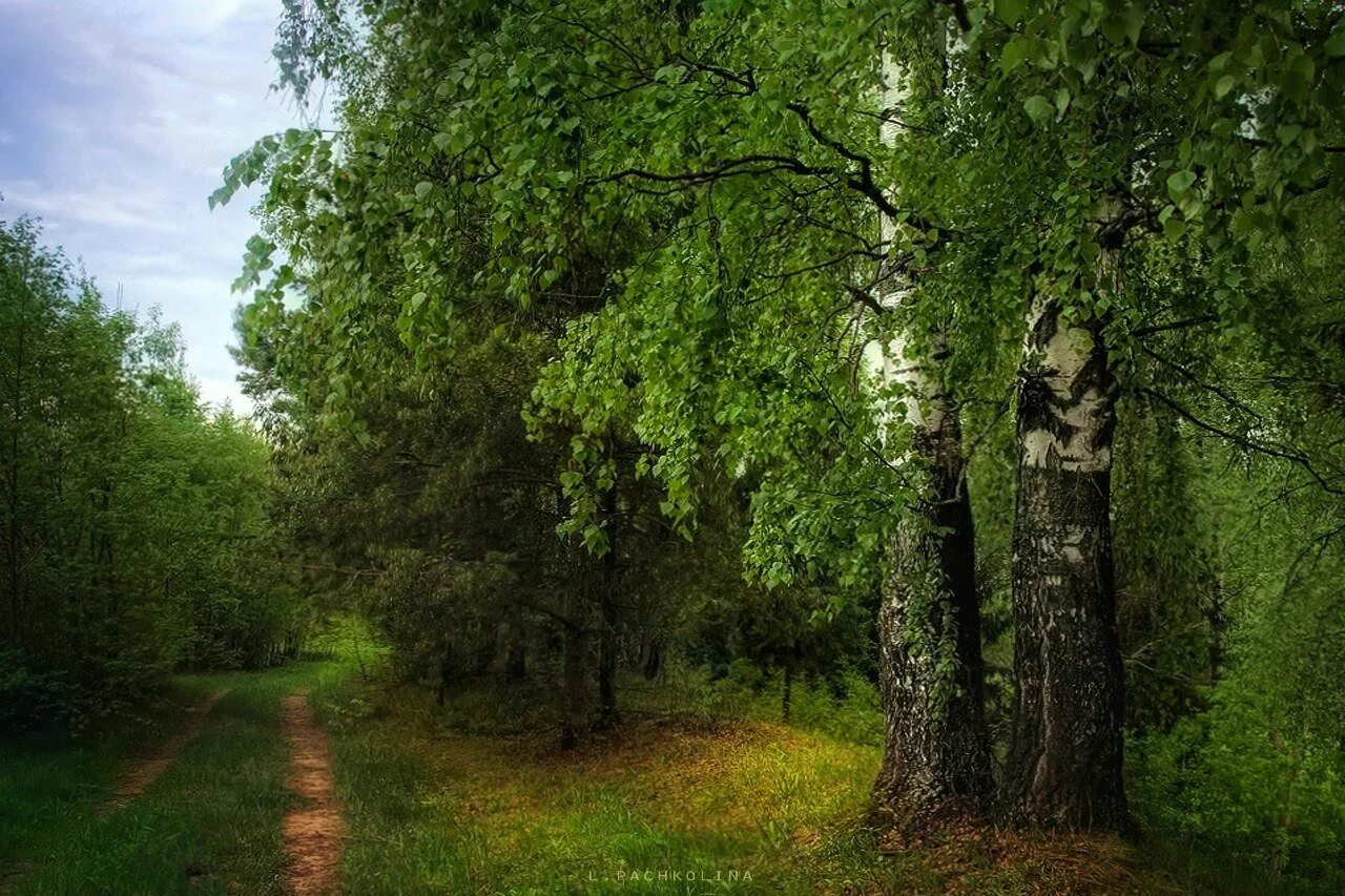 Березовая чаща