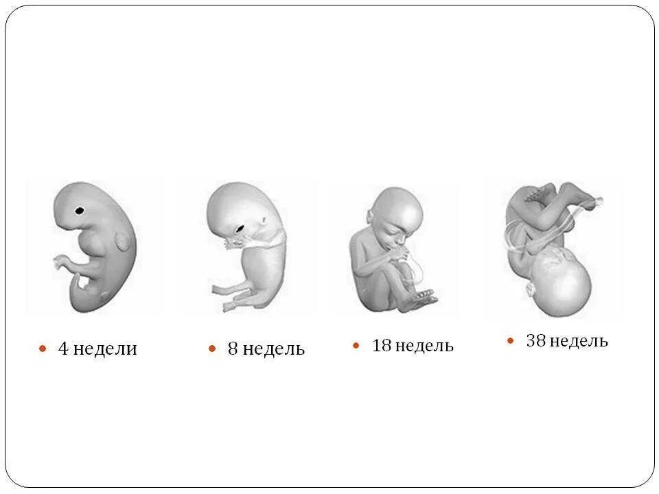 Размер эмбриона на 8 неделе беременности. Размер плода на 8 неделе беременности. Размер эмбриона на 7-8 неделе беременности. Размер ребёнка в 8 недель беременности. Что происходит на 8 неделе