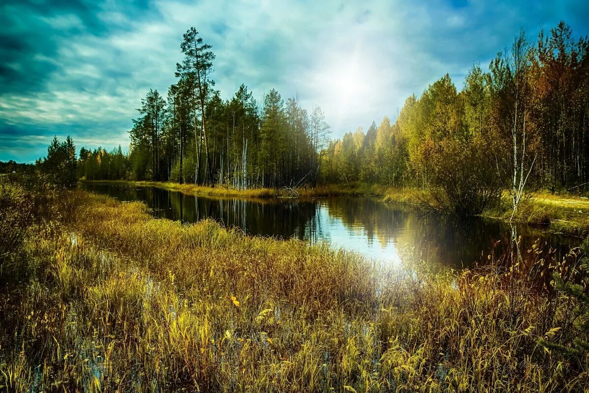 пейзаж природы лесов. лесное (озеро, северная америка). пейзажи сибири. красивые леса. пейзаж.