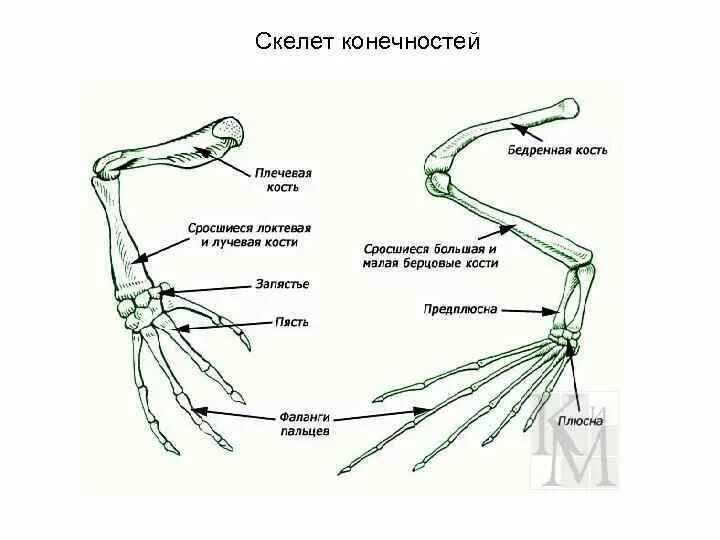 Строение передней конечности лягушки. Строение задней конечности лягушки. Кости пояса задних конечностей лягушки. Строение скелета верхней конечности крокодила.