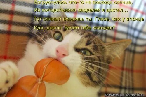 Зачем тебе скандал. Зачем тебе скандал. Кот ест сосиску. Я люблю русский язык!. Зачем тебе скандал.