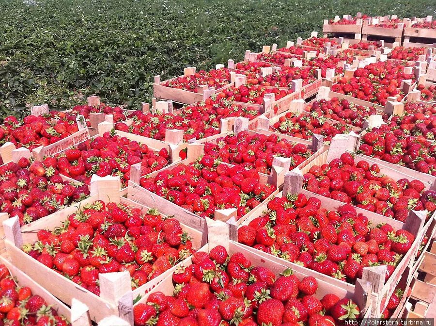 Лермонтовский питомник пятигорск. Питомник декоративных растений калинково, посёлок калинково. Мытищинский совхоз декоративного садоводства. Совхоз имени ленина плантации. Плодовое ейск.