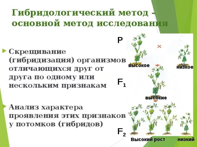 Гибридологический метод метод исследования. Гибридологический гибридологический метод. Гибридологический метод изучения исследования. Метод скрещивания растений гибридологический. Гибридологического метода наследования