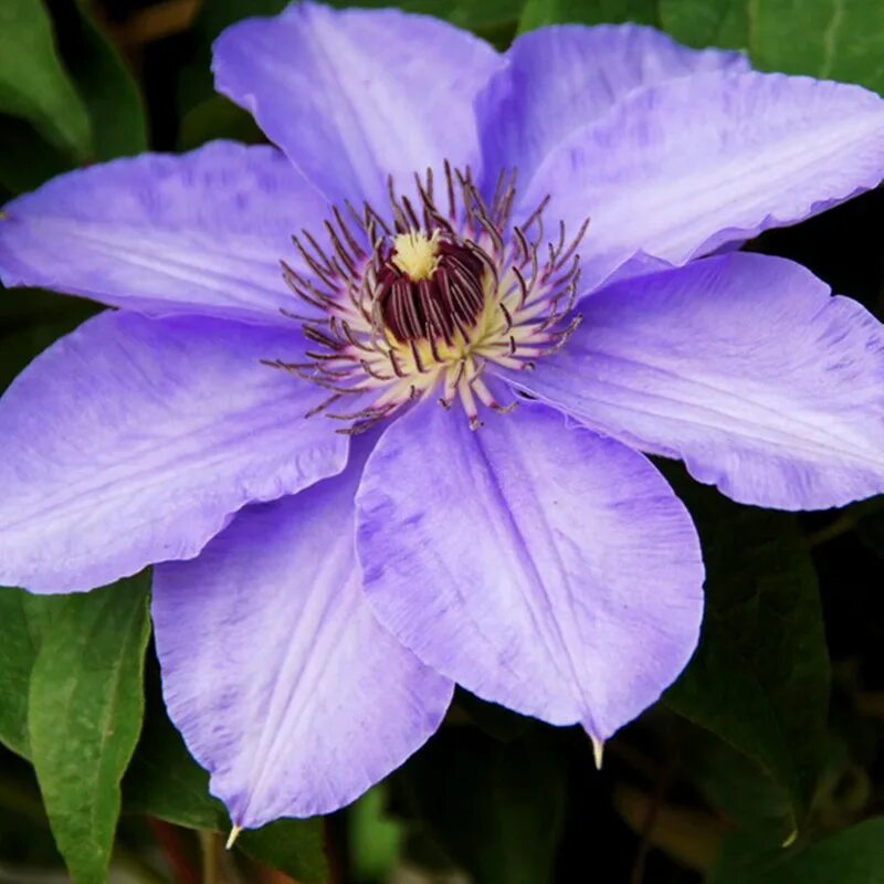 Клематис джем. Клематис china purple. клематис силенд джем. клематис спотлайт. карликовый клематис.