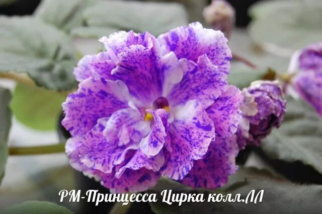 Фиалка рм принцесса цирка. Сенполия принцесса цирка. Фиалка принцесса цирка фото. Фиалка рм принцесса цирка. Фиалка рм принцесса цирка.