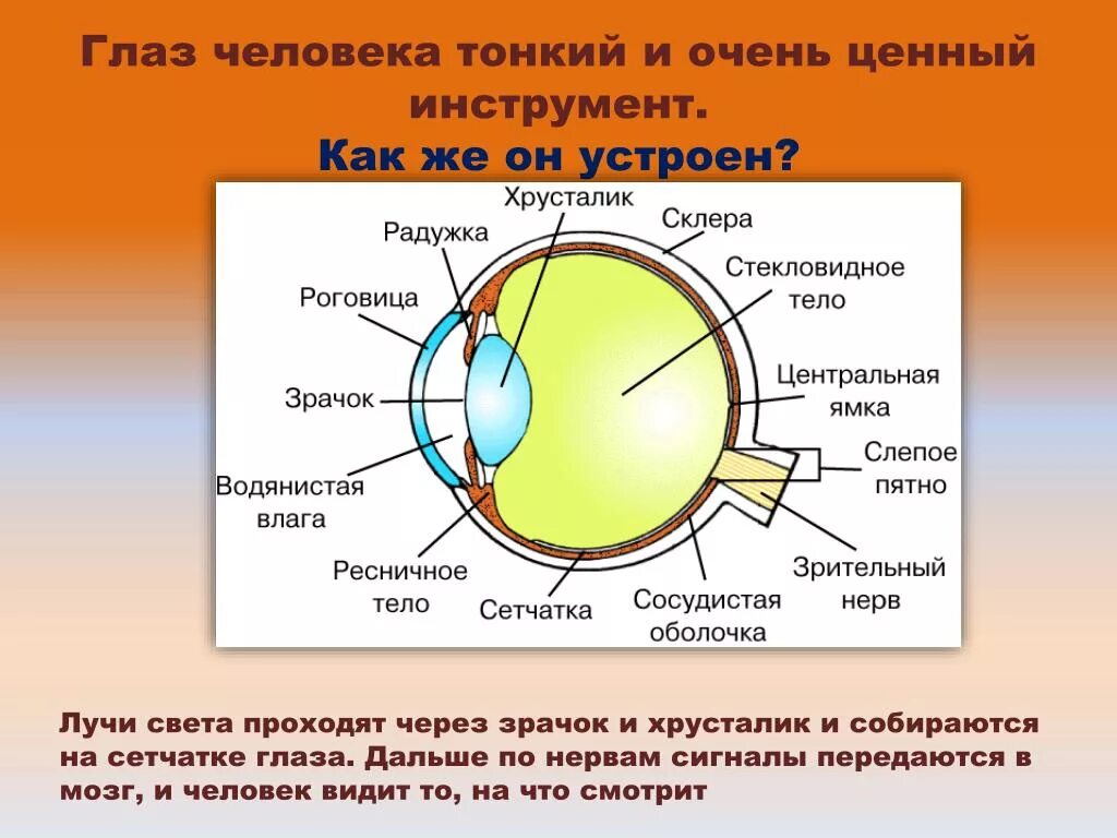 Принцип работы хрусталика 8 класс биология. Глаз человека. Размер глаза человека. Размер глазного яблока человека. Путь прохождения луча света в глазном яблоке.