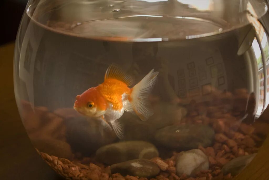 Pets fish. Рыбы в аквариуме. Круглая аквариумная рыбка. Аквариумные рыбки для начинающих. Аквариумные рыбки в круглой картинке.