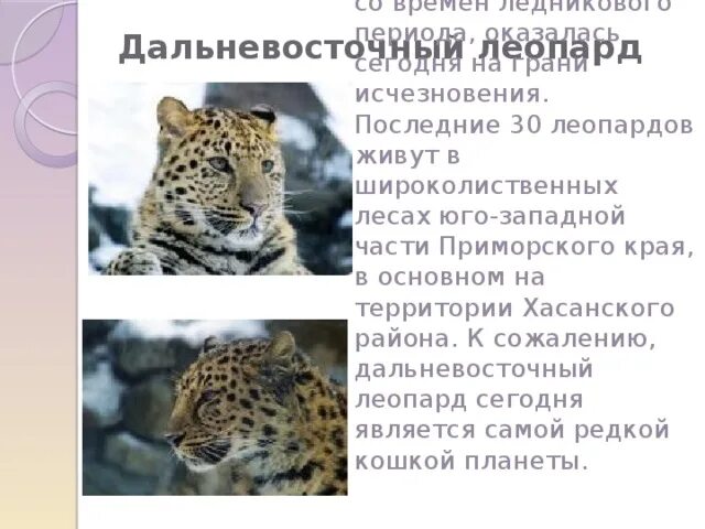 "Самая кошачья" охраняемая территория России празднует день рождения - Новости Р
