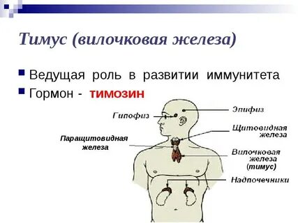 Железы и т д