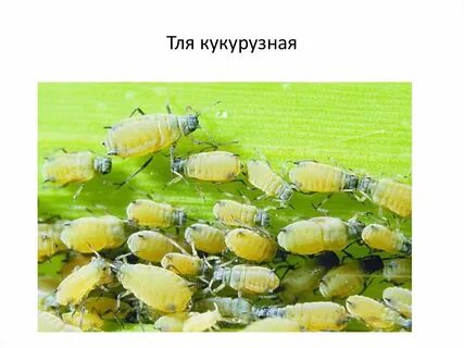 Кукурузная особь