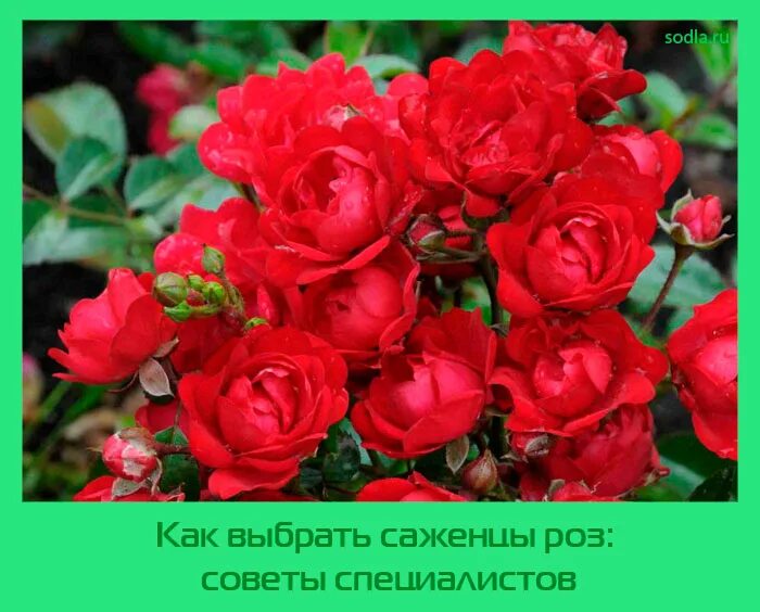 Саженцы роз юг елизаветинская sajencirosug. Розы зкс. Агромаркет 24. Садовый центр агромаркет. Агромаркет саженцы роз.