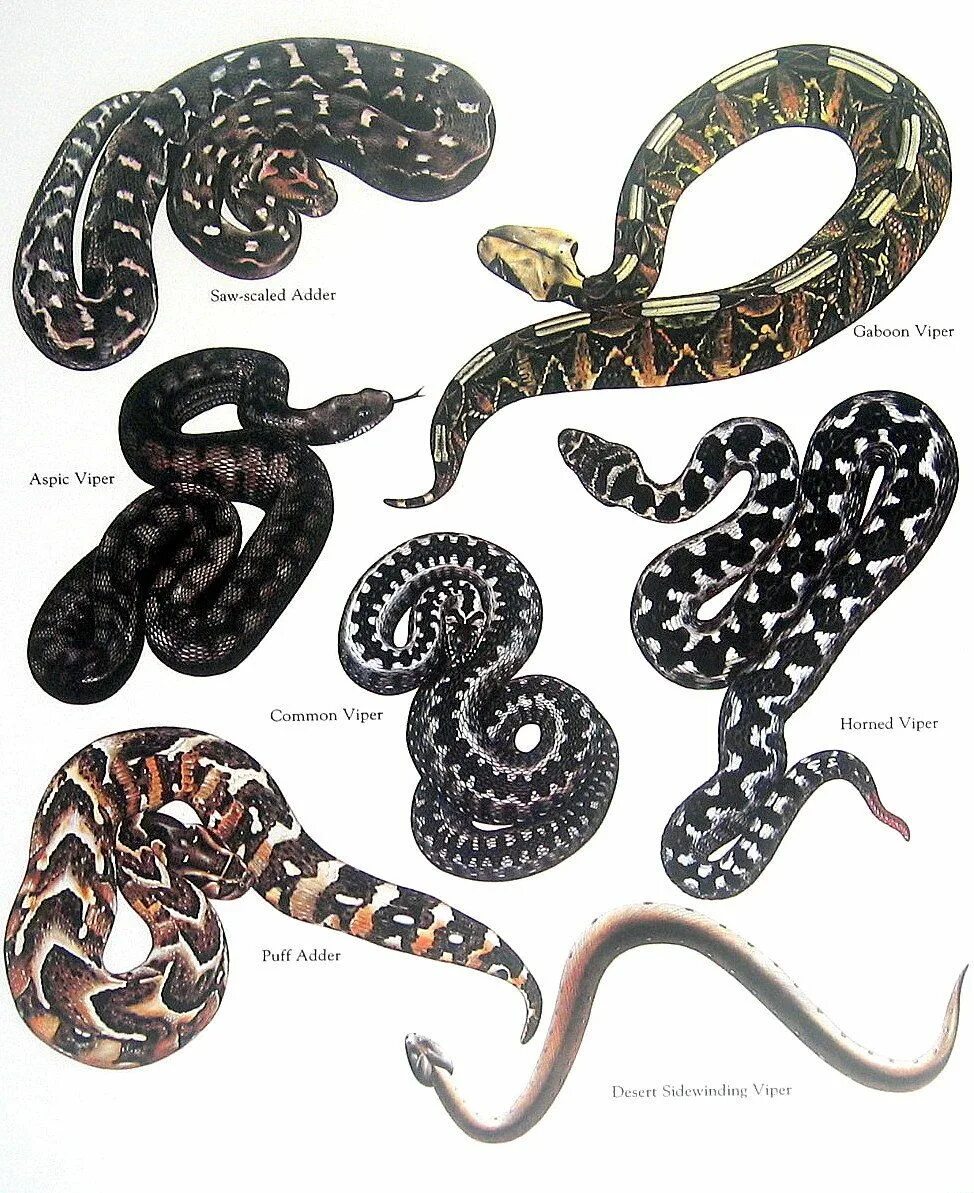 Где змеи как называются. Змея название. Название всех змей. Змеи разновидности. Виды всех змей с названиями.