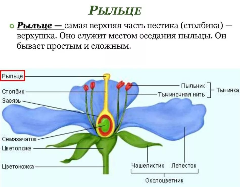 Завязь функция 6 класс. Цветок орган семенного размножения. Биология 6 класс рыльце завязь. Строение завязи цветка 6 класс. Строение завязи пестика.