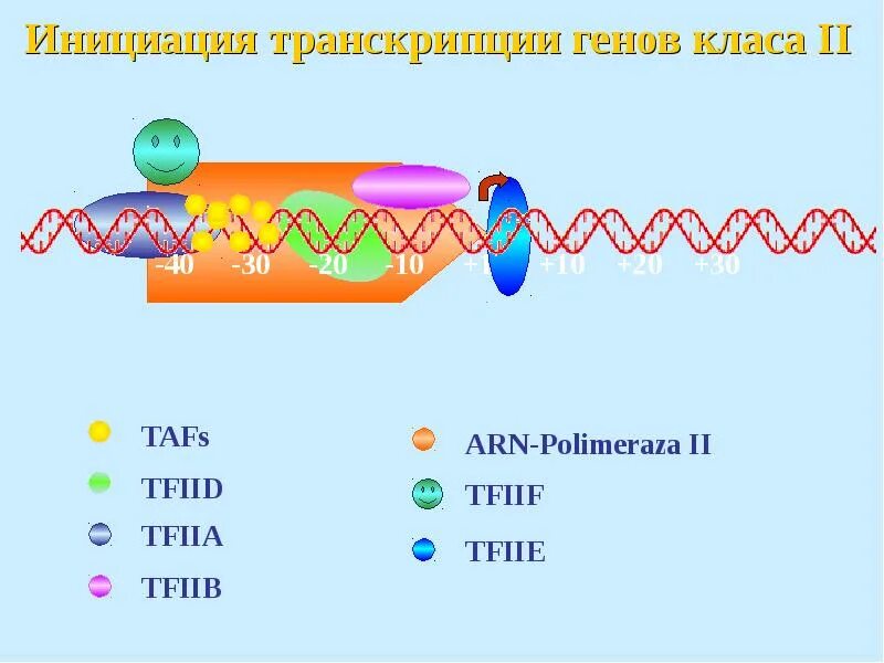 Hen транскрипция. Транскрипция Гена. Транскрипция и трансляция. Процесс транскрипции Гена. Транскрибируемый ген это.