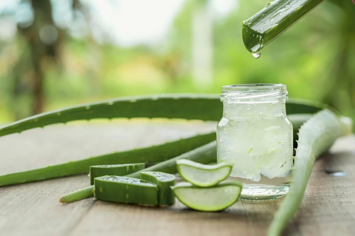 При каких заболеваниях алоэ. Алоэ вера барбаденсис. алоэ вера aloe vera. сок листьев алоэ вера. алоэ сок (aloes succus).