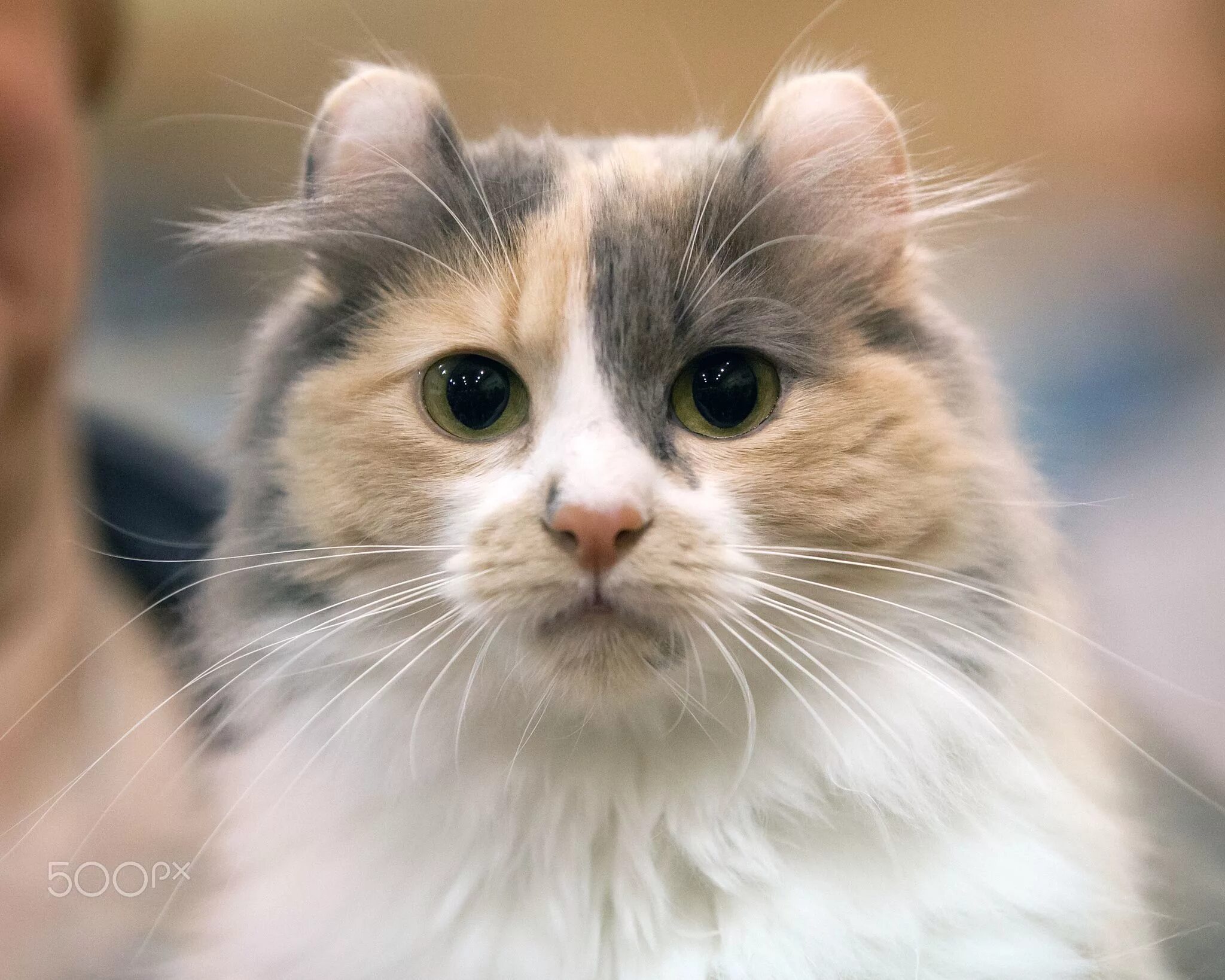 Коте л. Порода кёрл. кот американский керл. американский кёрл котенок. американский кёрл короткошёрстный.