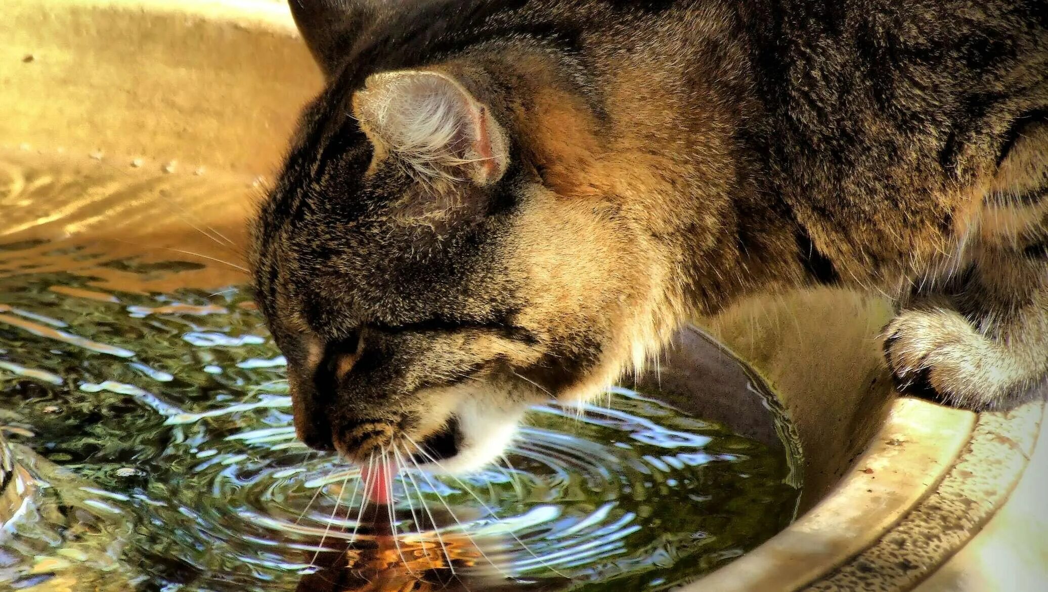 Котик в воде. Жара животные. Животные пьют воду. Кот пьет воду.