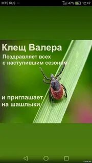 Клещ валера