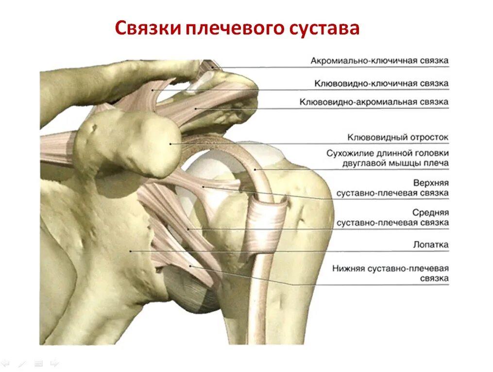 Эффективное лечение плечевого сустава. Акромиально-ключичный сустав анатомия. Связочный аппарат плечевого сустава. Сухожилия плечевого сустава анатомия.