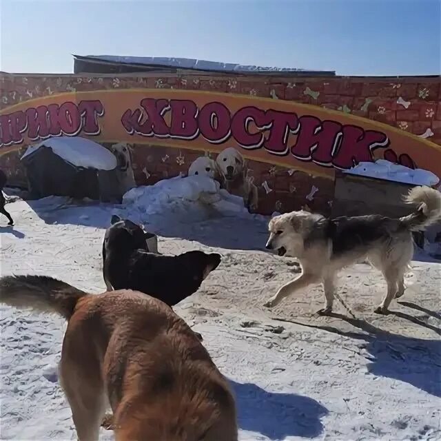 Кана корса порода собак. Дрессировка собак южно-сахалинск. Кане корсо. Корсаков собака. Корсакова собака.