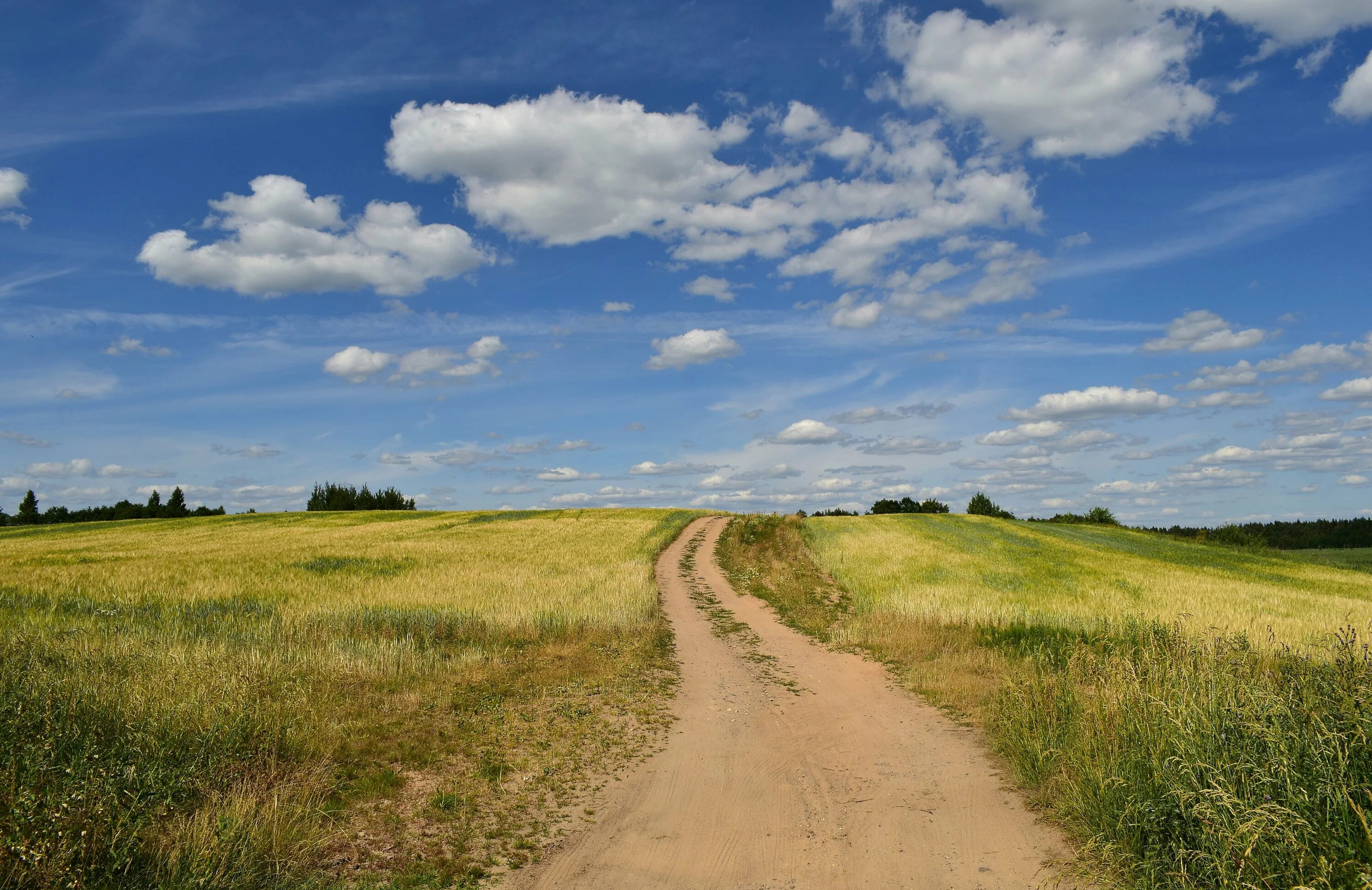 Горизонт линия горизонта. Пейзаж с линией горизонта. Пейзаж с низкой линией горизонта. Белорусские поля. Беларусь поля лето.