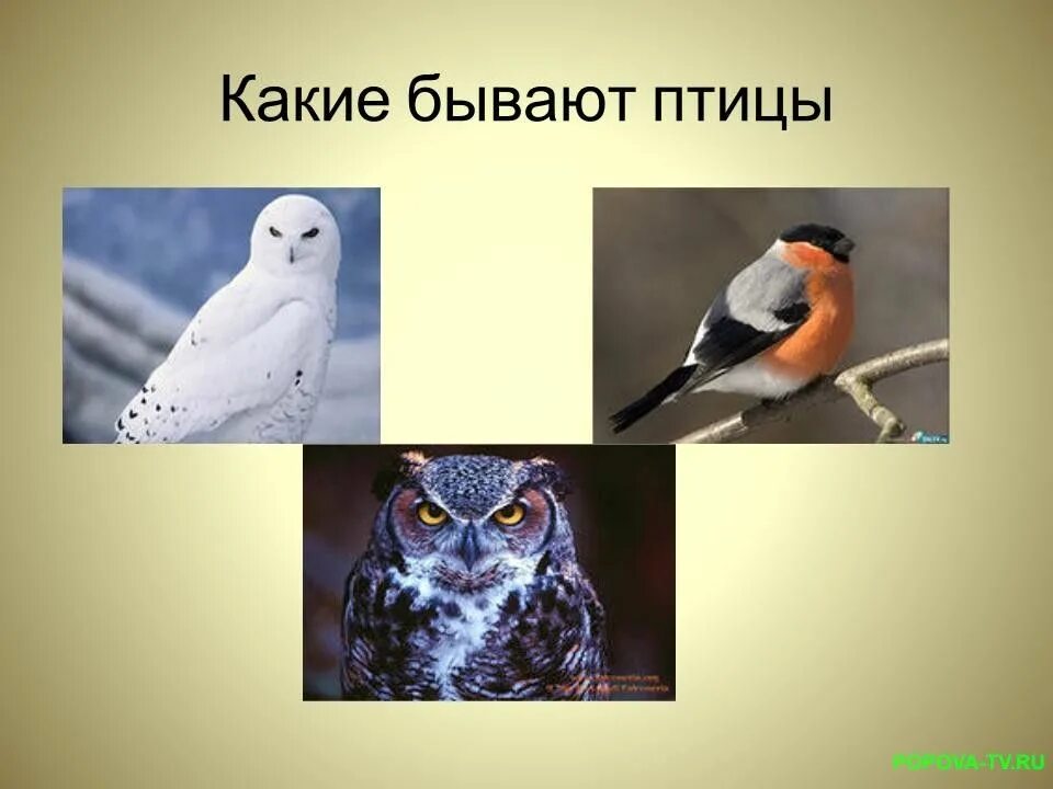 Птицы бывают. Какие бывают птицы?. Какие птицы какие птицы бывают. Сова и Снегирь.