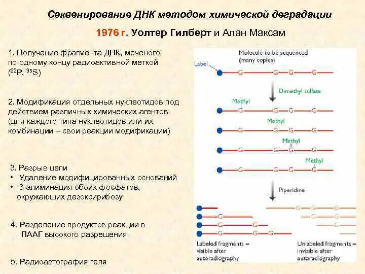 Секвенирование нуклеотидов. Секвенирование ДНК метод максама-Гилберта. Секвенирование геномной ДНК. Максам Гилберт секвенирование. Схема химического секвенирования ДНК.