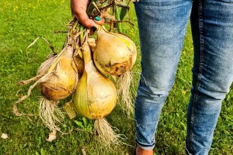 Какой самый крупный лук