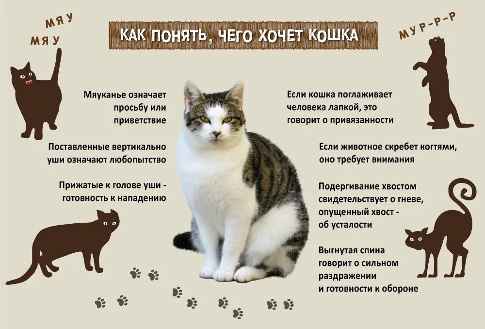 Получить кота. Как понять кота. поведение кошки. как понять что хочет кошка. как понять что кот хочет кошечку.