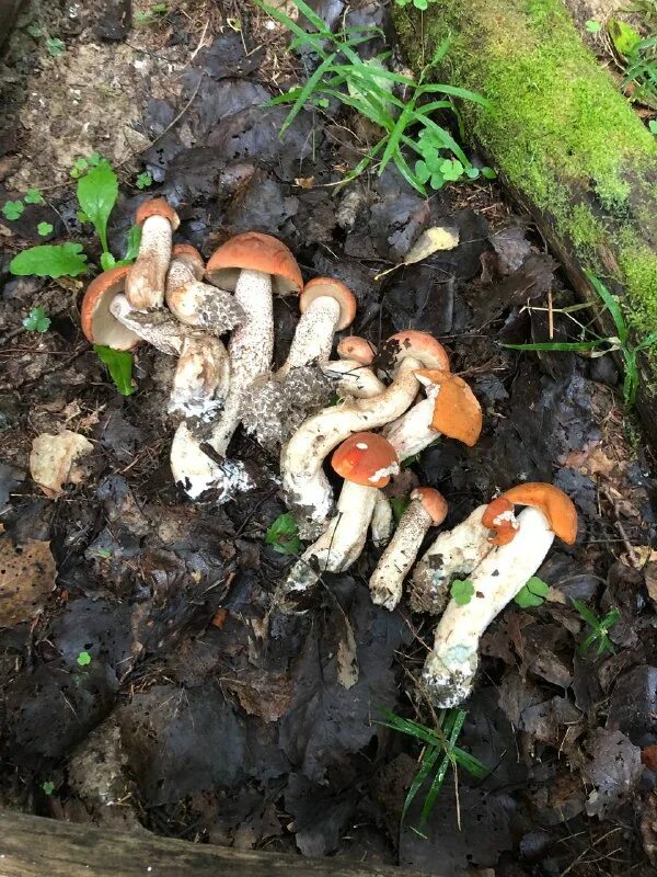 Гриб верпа размножение. Гриб верпа размножение. Форум грибников 2023. Форум грибников 2023. Гриб богемика.