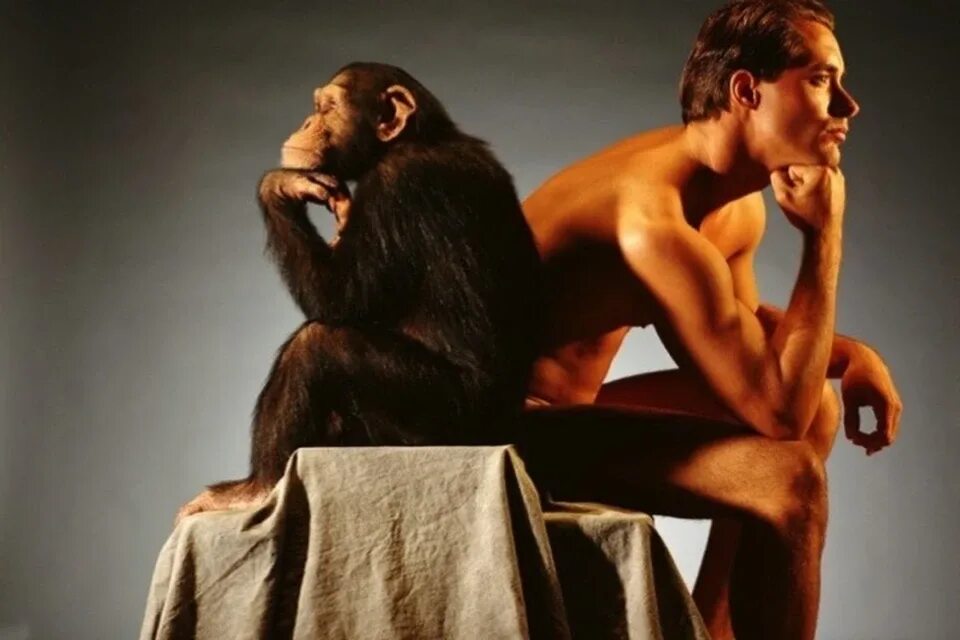 Покажи человека обезьяну. Человек примат. Шимпанзе и человек. Мужчина превращается в обезьяну.