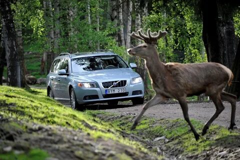 Олень скорость