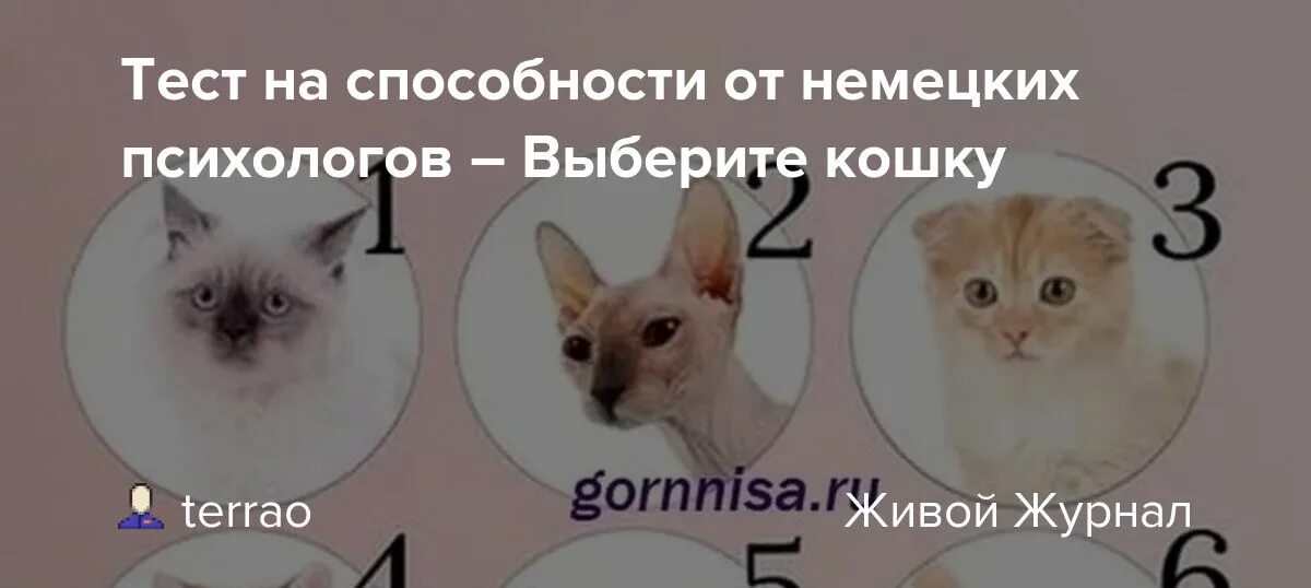 Тест на способности выбери кошку. Тест немецких психологов с кошками. Тест на способности от немецких психологов выбери кошку. Тест на способности от немецких психологов. Я ваш психолог выберите место тест расшифровка