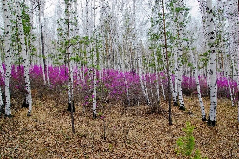 Расцвел в роща
