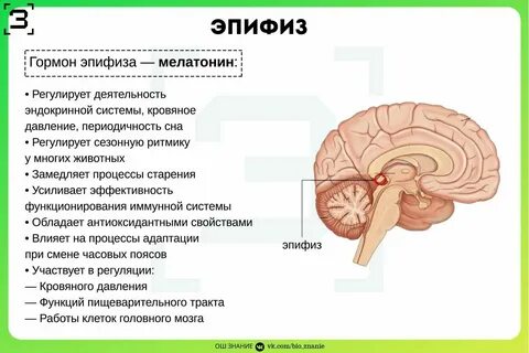 Эпифиз является железой внутренней секреции
