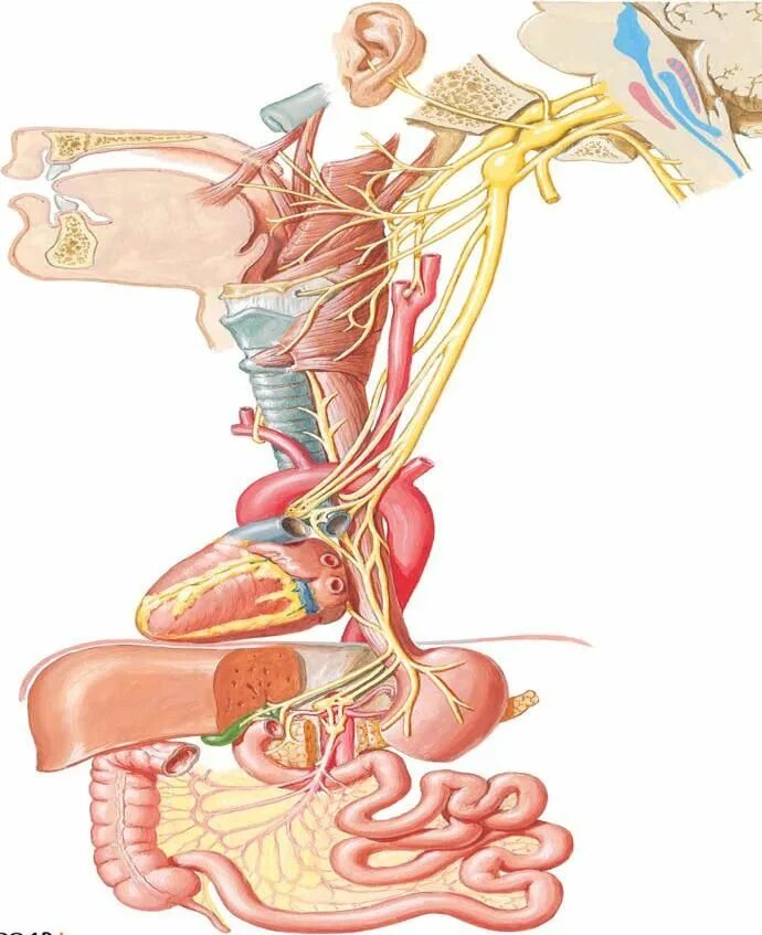 Иннервация блуждающего нерва. Вагус нерв анатомия. Нервус вагус блуждающий нерв. Блуждающий нерв Неттер. Блуждающий нерв 1 Нейрон.