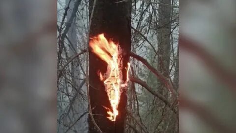 Младшая сестра помогла сливе костру и ручью