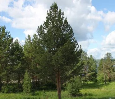 Тура лес