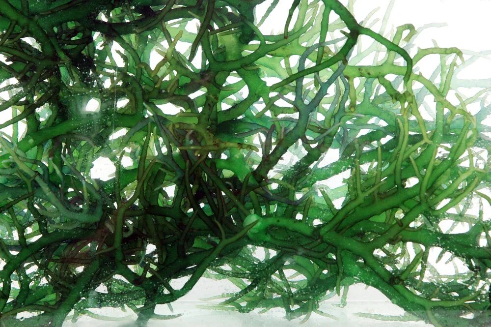 Связать водоросли. Хидзики водоросли. Необычные водоросли. Силикатные водоросли. Seaweed Green цвет.