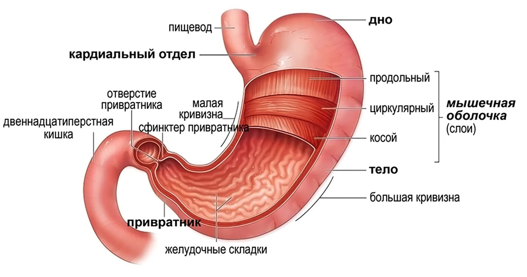 Кто такой привратник. Желудок строение и функции анатомия. Внешнее и внутреннее строение желудка. Желудок рисунок с подписями. Желудок схема.