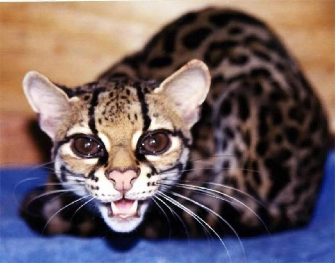 Моргать или маргать. Оцелот, онцилла, Маргай. Длиннохвостая кошка (марги, Маргай). Длиннохвостая кошка (марги, Маргай) (leopardus wiedii).