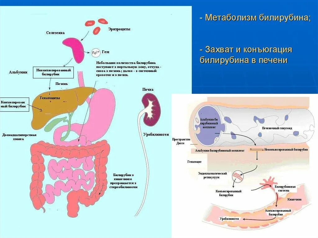 Обмен белка в печени. Конъюгация билирубина в печени. Метаболизм билирубина в печени. Метаболизм билирубина схема. Роль печени в метаболизме и экскреции билирубина.
