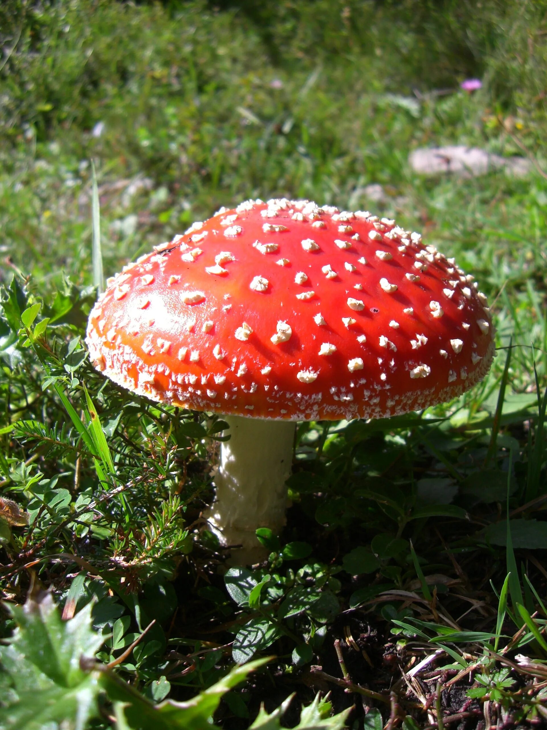 Опасные съедобные грибы. Мухомор. Мухомор красный (Amanita muscaria). Несъедобные грибы мухомор. Ядовитые грибы мухомор красный.