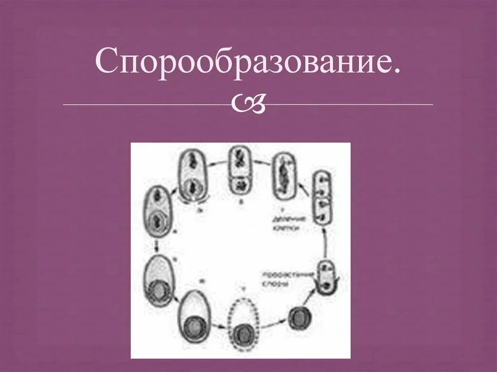 Деление клетки спорообразованием. Схема образования спор у дрожжей. Спорообразование дрожжей. Размножение дрожжей спорами. Образование спор у дрожжей.