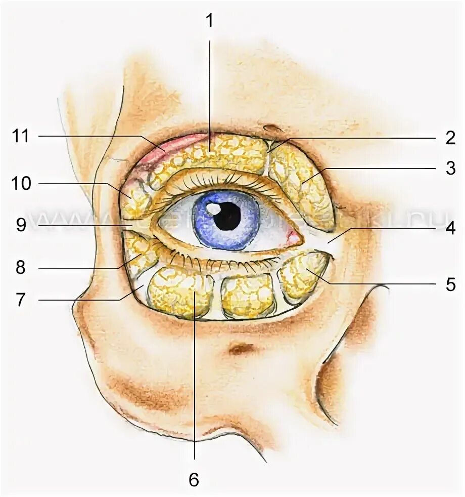 Анатомия клетчатки глазницы. Грыжи Нижнего века анатомия. Жировая клетчатка глазницы. Глазничная перегородка анатомия. Глазная впадина 6 букв