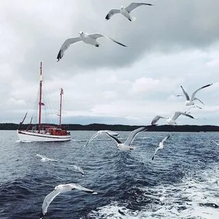 Белое море чайки