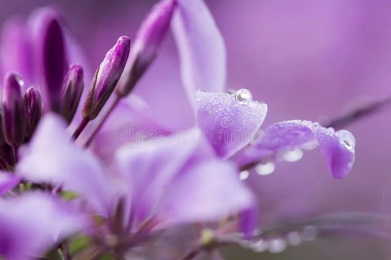 Розово фиолетовая палитра. Сирень оттенки цветов. Сирень оттенки цветов. Цвета сирени оттенки. Сиреневый и фиолетовый палитра.